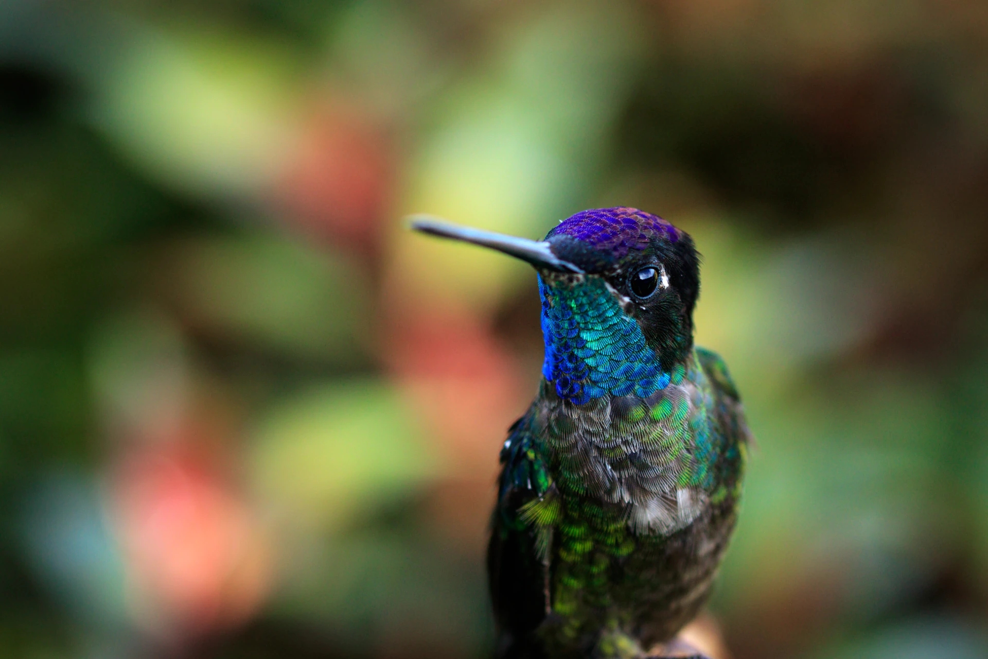 Close-up photo of a Talamanca hummingbird highlighting the blue, green, and purple hues of its beautiful feathers