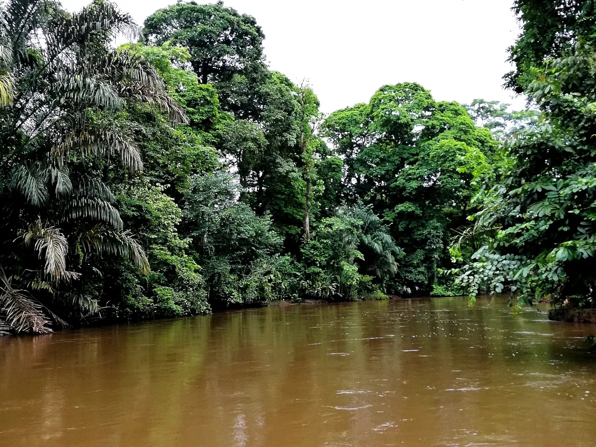 Canal de tortuguero