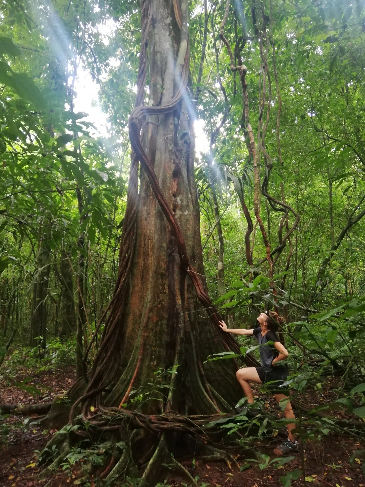 Arbre géant ficus dans le parc national Corcovado