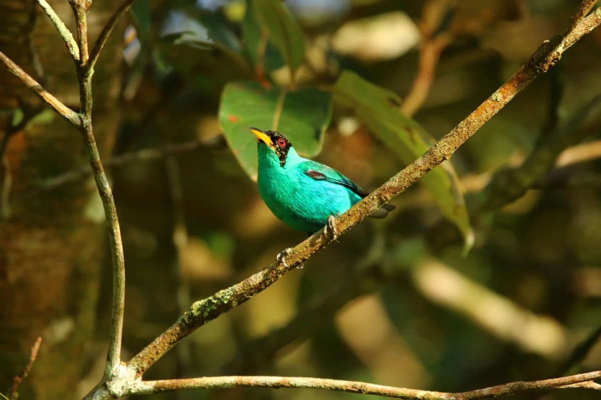 Oiseau Guit-guit émeraude ou Tangara émeraude (Chlorophanes spiza) perché sur une branche