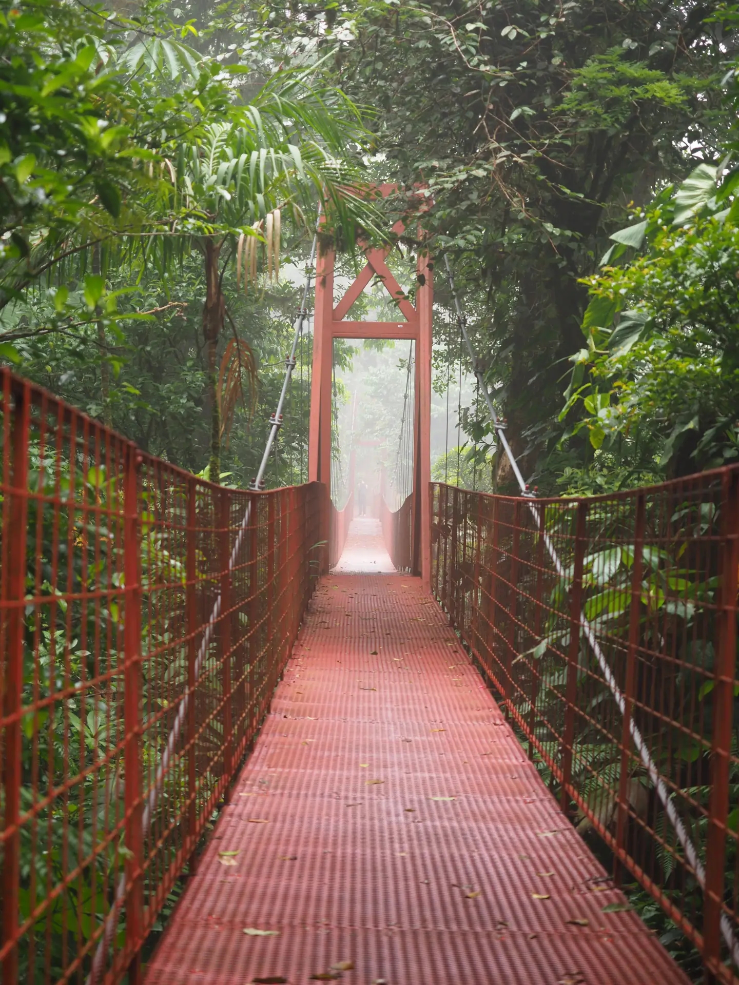 Pont suspendu forêt nuageuse