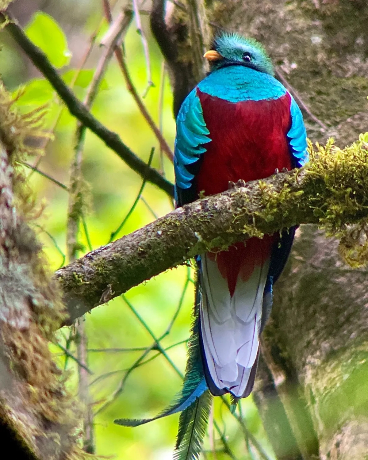 Quetzal resplendissant