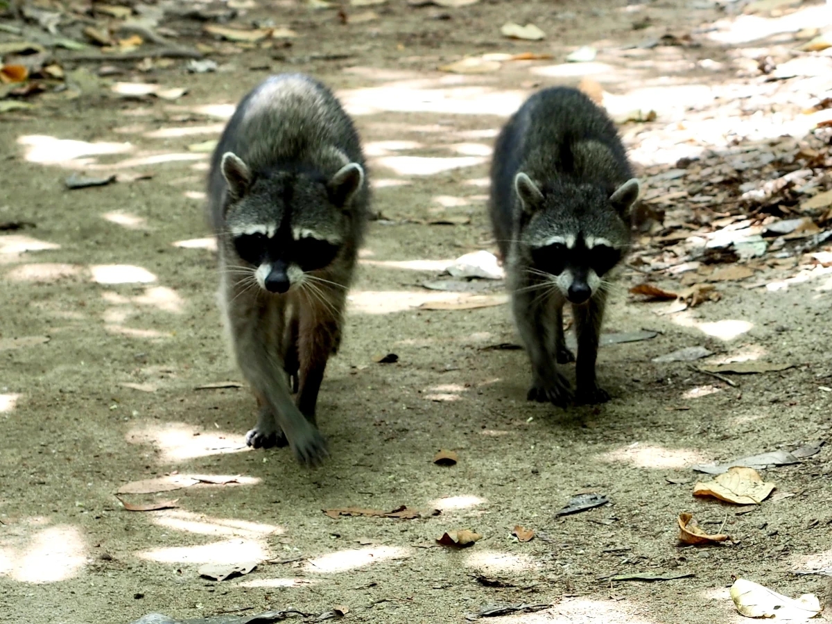 Ratons laveurs sur un sentier