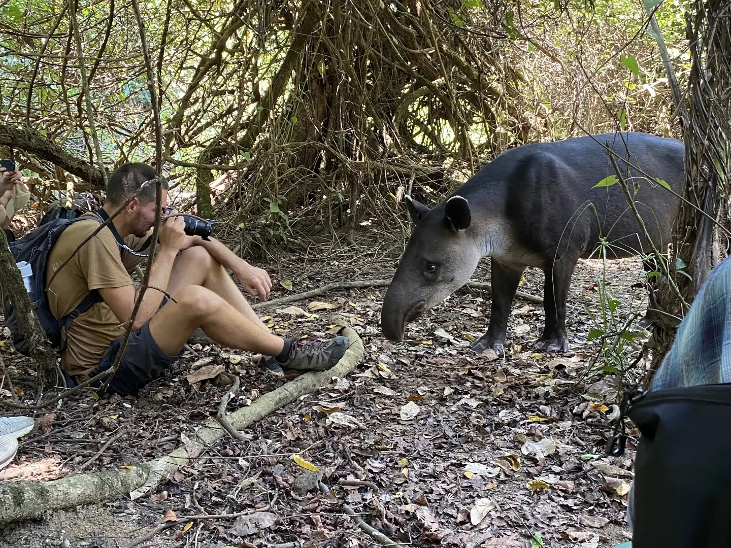 Tapir dans le parc national Corcovado