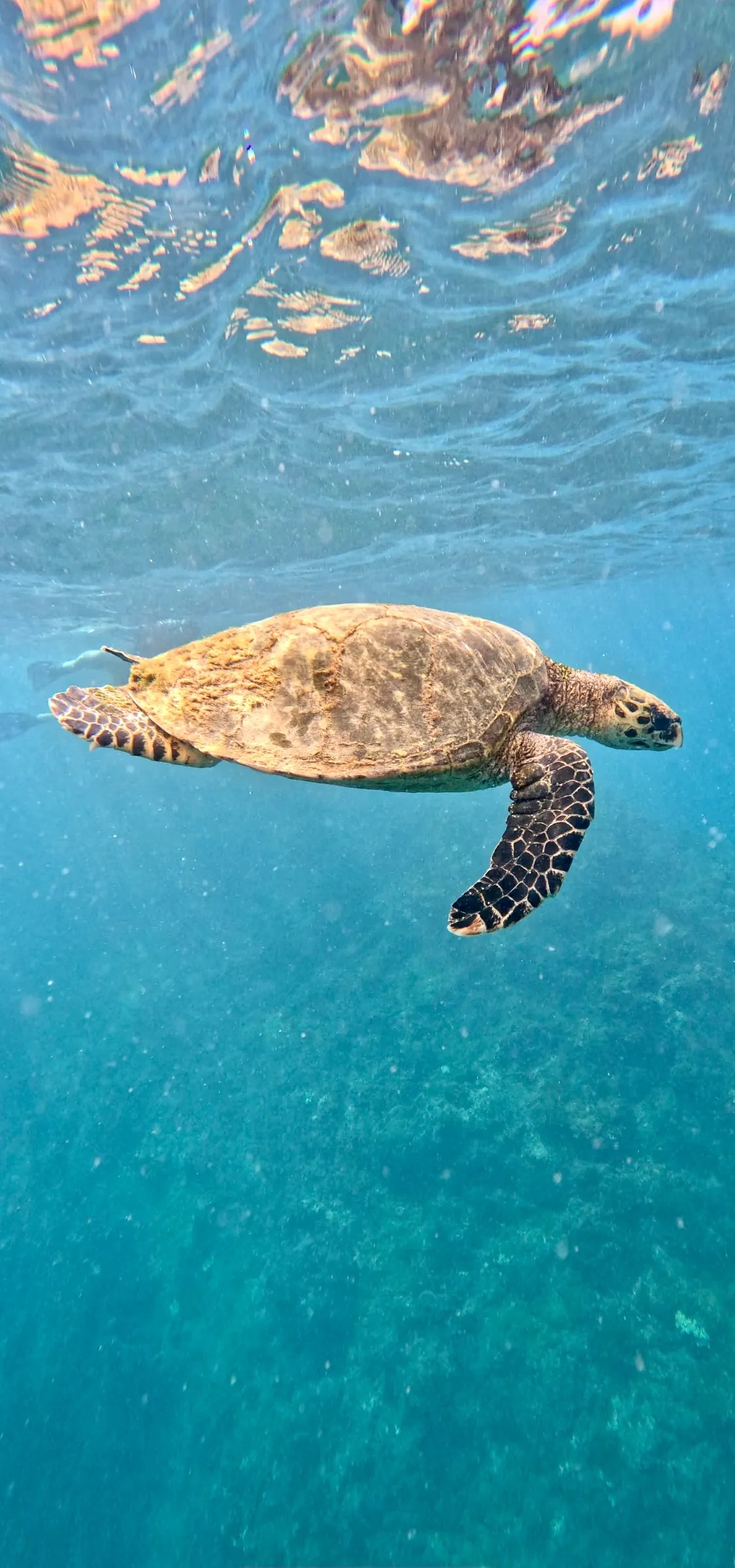 Tortue marine dans l'eau