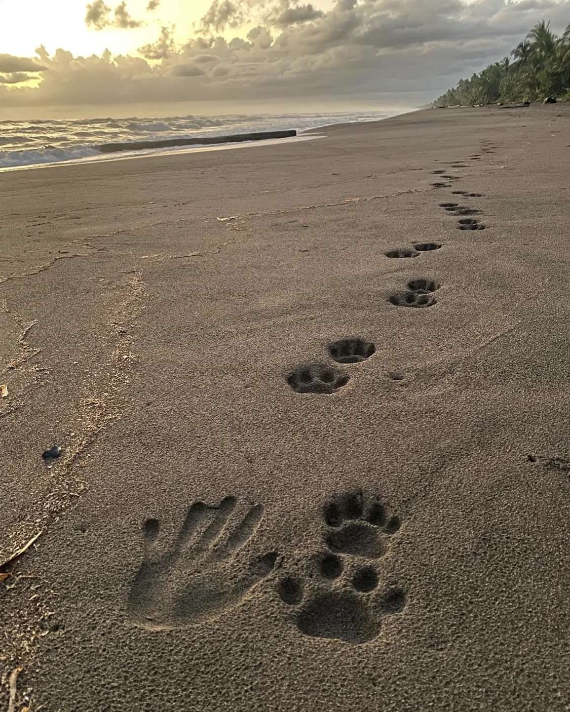 Traces des pas d'un jaguar su la plage sauvage