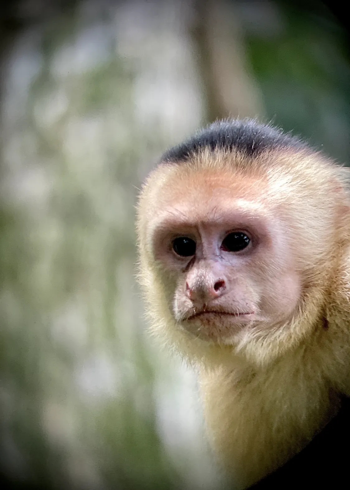 zoom sur singe capucin à tête blanche