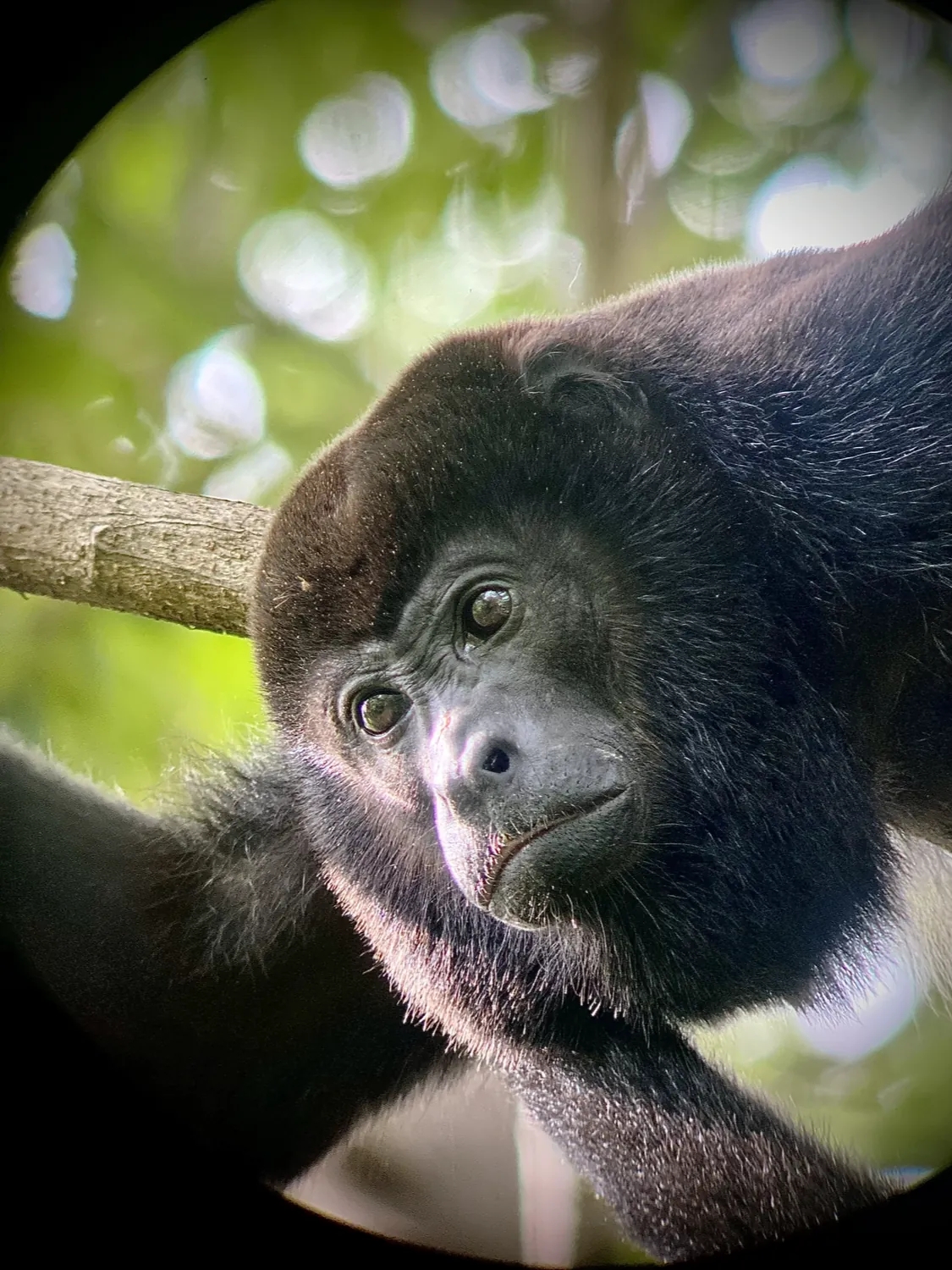 Zoom sur la tête d'un singe hurleur dans la forêt tropicale du Costa Rica