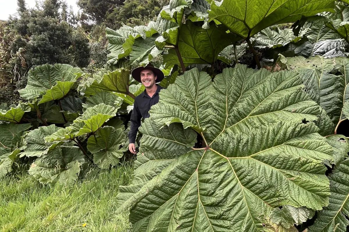 Lucas Boyat hidden behind the giant tropical leaf also nicknamed the poor man's umbrella (Gunnera insignis)