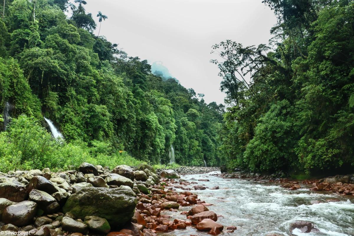 In the heart of Rio Toro Amarillo surrounded by lush vegetation and small natural waterfalls