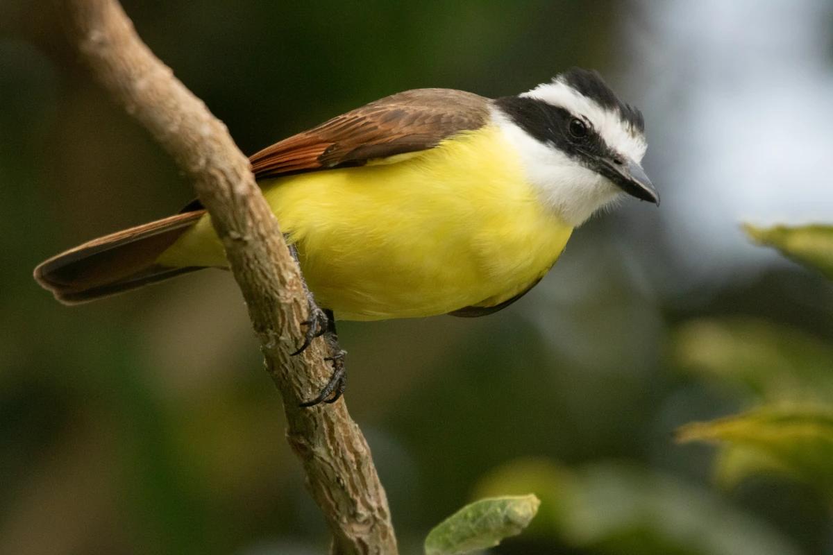 Great kiskadee, an exotic bird with a bright yellow chest, perched on a branch