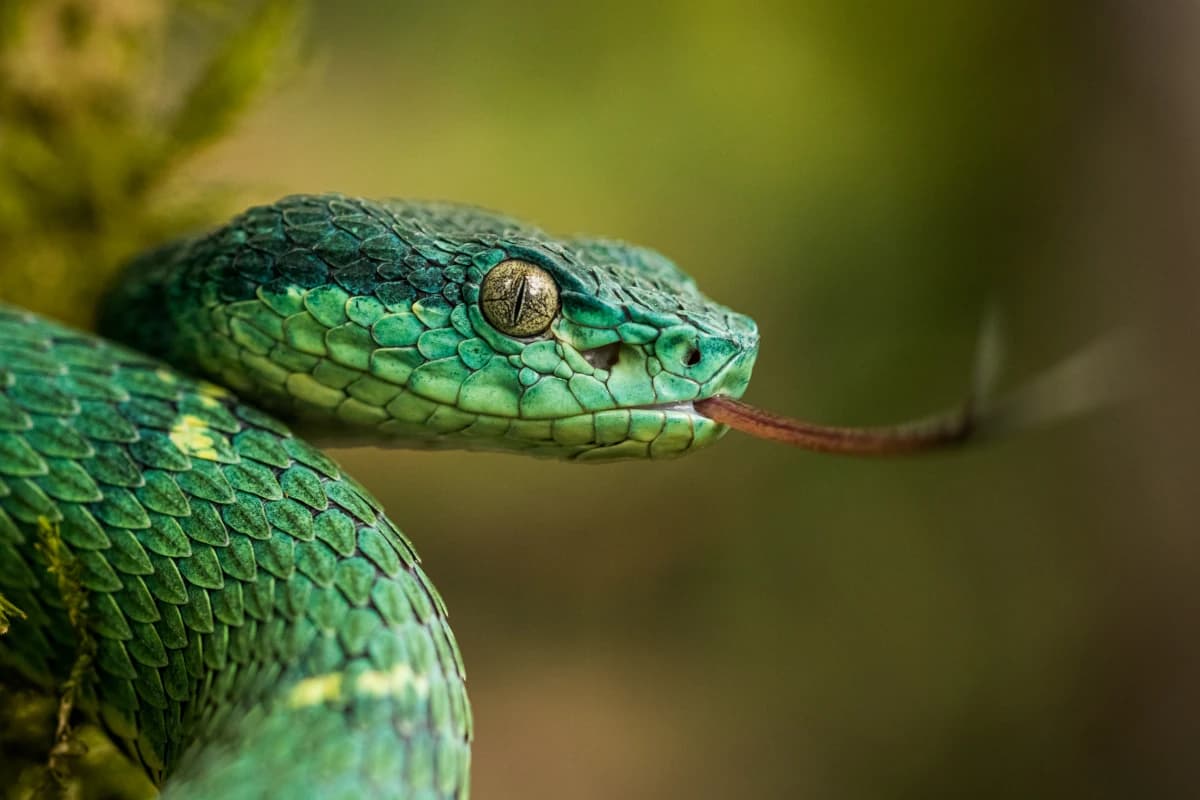 Close-up of a Side Striped Palm Pit Viper's (Bothriechis lateralis) head, characterized by its emerald green color